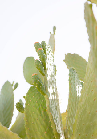 青空を背景にサボテンのウチワ サボテンの花 いばらと小さな赤い花のない木のような の写真素材 画像素材 Image 青空を背景にサボテンのウチワ サボテンの花 いばらと小さな赤い花のない木のような の写真素材 画像素材 Image