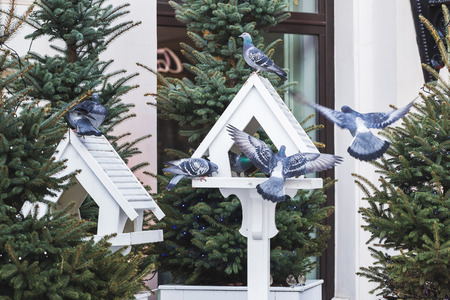 lovely outdoor bird feeders in fur trees decorations for christmas stock photo 69457709 - Outdoor Christmas Tree Decorations For Birds lovely outdoor bird feeders in fur trees decorations for christmas stock photo 69457709 - Outdoor Christmas Tree Decorations For Birds