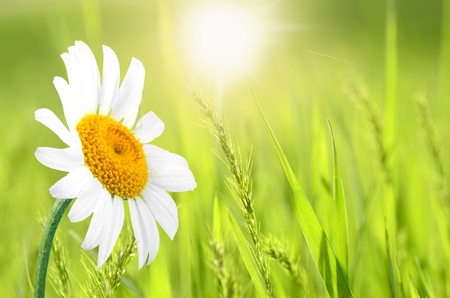 Daisy, Single Flower, Flower.