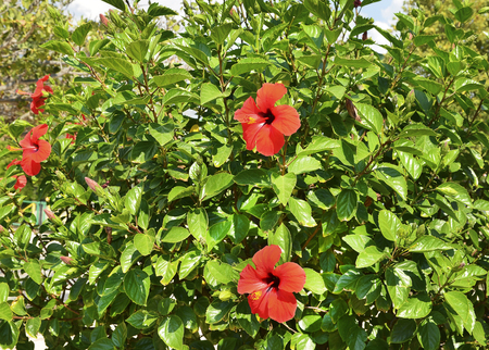 花 薮 中国のバラ トルコの赤花にハイビスカス の写真素材 画像素材 Image 花 薮 中国のバラ トルコの赤花にハイビスカス の写真素材 画像素材 Image