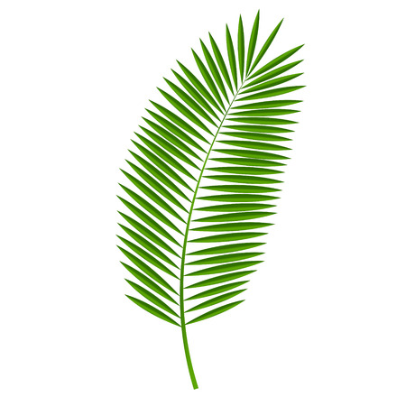 coconut: Palm Leaf Vector Illustration