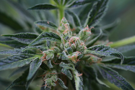 大麻の花 の写真素材 画像素材 Image 大麻の花 の写真素材 画像素材 Image