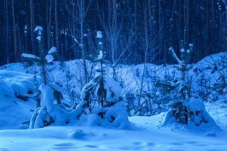 神秘的な松の木の背の高い幹の背景に雪で覆われた若いクリスマスツリーは 幻想的な森の周りの誰も魔法の冬の夜 の写真素材 画像素材 Image 神秘的な松の木の背の高い幹の背景に雪で覆われた若いクリスマスツリーは 幻想的な森の周りの誰も魔法の冬の夜 の写真素材 画像素材 Image