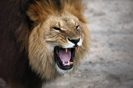 Scary Lion Wallpaper Www Picswe Com