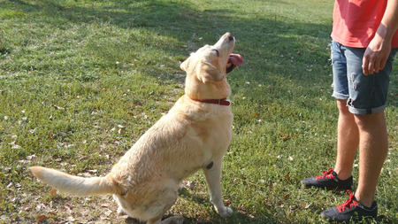 男は棒または彼の犬のための動物のおもちゃを投げます ラブラドールかゴールデン リトリーバー木の棒をフェッチします 男性の所有者と彼の家畜を屋外を夏の自然でプレーします クローズ アップ の写真素材 画像素材 Image