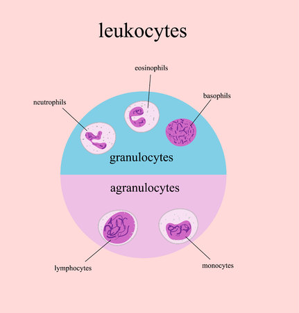 Arten Von Weissen Blutkorperchen Leukozyten Monozyten Neutrophilen Lymphozyten Basophilen Und Eosinophilen Lizenzfrei Nutzbare Vektorgrafiken Clip Arts Illustrationen Image 59851011