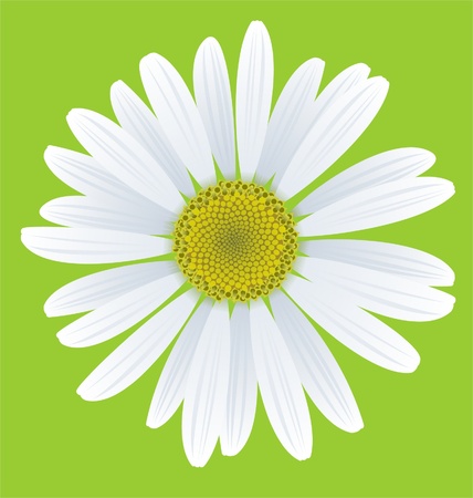 illustration of chamomile on green background