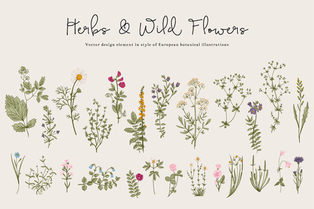 Herbs and Wild Flowers. Botany. Set. Vintage flowers. Colorful illustration in the style of engravings.