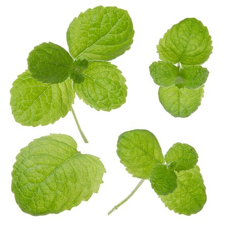 802 107 ミント の写真素材 ストックフォト 123rf 802 107 ミント の写真素材 ストックフォト 123rf