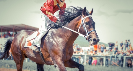 Racing horse portrait in action Imagens