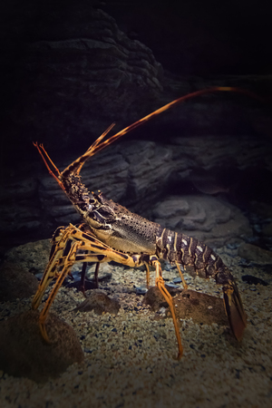 自然の水中生息地で美しい形の生きたスピニーロブスター 選択的フォーカス コピー テキスト用のスペース の写真素材 画像素材 Image 自然の水中生息地で美しい形の生きたスピニーロブスター 選択的フォーカス コピー テキスト用のスペース の写真素材 画像素材 Image