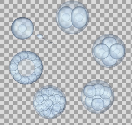 Human fertilization scheme, the phases of embryo development in the early stages. Vectormedical and science template