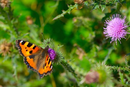 Butterfly close up in the park