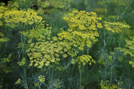 フェンネルの花ディルの花 の写真素材 画像素材 Image フェンネルの花ディルの花 の写真素材 画像素材 Image