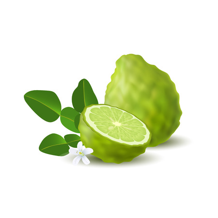 ジューシーなベルガモットの単色の緑色の半分 緑の葉 白い花と白い背景に影を持つカフィールライム リアルな柑橘類の果実 のイラスト素材 ベクタ Image ジューシーなベルガモットの単色の緑色の半分 緑の葉 白い花と白い背景に影を持つカフィールライム リアルな柑橘類の果実 のイラスト素材 ベクタ Image