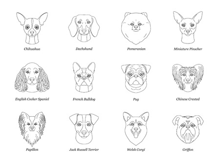Collection of isolated black outline head of chihuahua dachshund, Papillon, spitz, pug, miniature pinscher welsh corgi french bulldog griffon on white background.