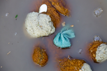 汚い水で捨て犬の人形 自然災害の概念 の写真素材 画像素材 Image