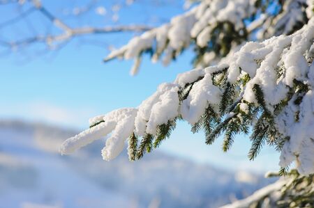 Snow covered tree branches. blue sky, mist, mountains in the background blurred. winter frosty sunny morning or a day in the mountains.