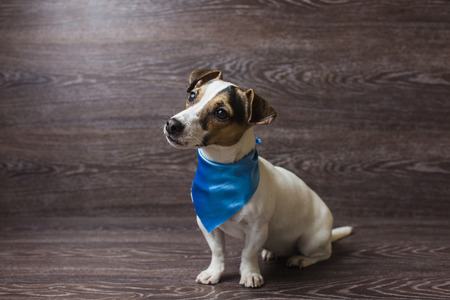 可愛い子犬は好奇心で見つめています トレンディな青いバンダナのジャック ラッセル テリア 暗い背景の木の前で犬 の写真素材 画像素材 Image 可愛い子犬は好奇心で見つめています トレンディな青いバンダナのジャック ラッセル テリア 暗い背景の木の前で犬 の写真素材 画像素材 Image