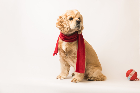 白い背景に赤いスカーフでアメリカのコッカー Spaniel 犬座って 横から見た図 犬の近くの赤いクリスマス ボール の写真素材 画像素材 Image 4727 白い背景に赤いスカーフでアメリカのコッカー Spaniel 犬座って 横から見た図 犬の近くの赤いクリスマス ボール の写真素材 画像素材 Image 4727