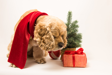 白い背景に赤いスカーフでアメリカのコッカー Spaniel 犬座って 横から見た図 の写真素材 画像素材 Image 9438