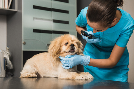 獣医は犬の目をチェックします 獣医眼科医が医療処置を行い 獣医クリニックで犬の目を調べる 健康な犬の健康診断を受けています の写真素材 画像素材 Image 獣医は犬の目をチェックします 獣医眼科医が医療処置を行い 獣医クリニックで犬の目を調べる 健康な犬の健康診断を受けています の写真素材 画像素材 Image