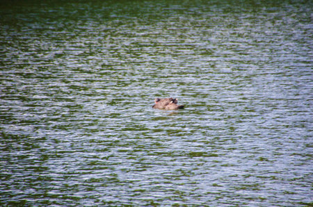 白鳥の湖の国の北の魔法の瞬間 の写真素材 画像素材 Image