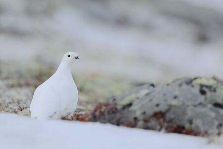 ホワイトロックPtarmigan、ラゴプスの突然、雪の上に座っている白い鳥