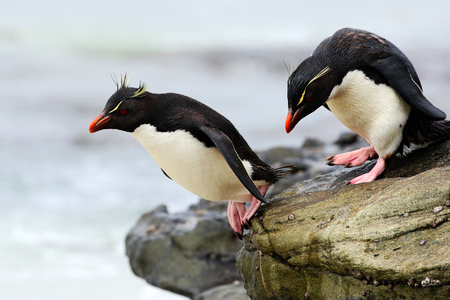 イワトビ ペンギン、Eudyptes Chrysocome、海でジャンプ、波と水