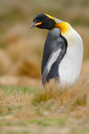King penguin, Aptenodytes patagonicus sitting in grass with tilted head, Falkland Islands Stock Photo