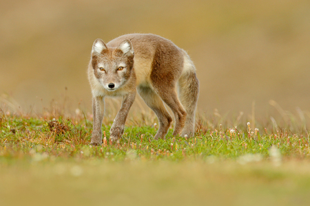 北極キツネ ヴァルペスラゴプス 自然の生息地でかわいい動物の肖像画 花と草の草原 アイスランド 自然の春の生息地のホッキョクキツネ 北極からの野生生物 の写真素材 画像素材 Image