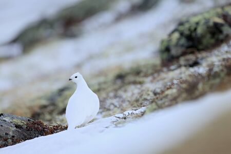 ホワイトロックPtarmigan、ラゴプスの突然、雪の上に座っている白い鳥