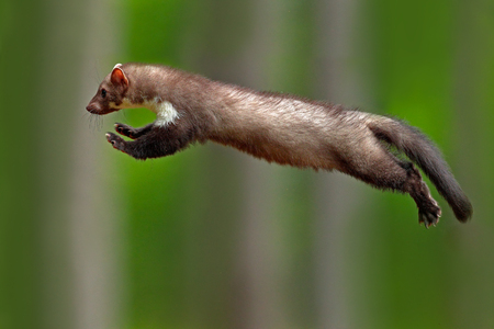 かわいい森の動物を飛んでいます ブナ テン 自然の生息地で小さな日和見主義の捕食者をジャンプします の写真素材 画像素材 Image かわいい森の動物を飛んでいます ブナ テン 自然の生息地で小さな日和見主義の捕食者をジャンプします の写真素材 画像素材 Image