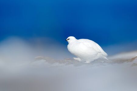 ホワイトロックPtarmigan、ラゴプスの突然、雪の上に座っている白い鳥