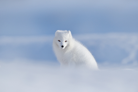 生息地の北極キツネ 冬の風景 スバルバール ノルウェー 雪の中の美しい動物 白いキツネに座って自然の生息地で ヴルペス ラゴプスの野生動物のアクションシーン キツネと寒い冬 の写真素材 画像素材 Image