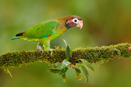 黄色の鳥 太陽のインコ Aratinga Solstitialis ブラジル フランス領ギアナからまれなオウム 肖像画の黄色 赤い頭緑のオウム 南アメリカから鳥 熱帯の自然 野生動物シーン の写真素材 画像素材 Image 92509516