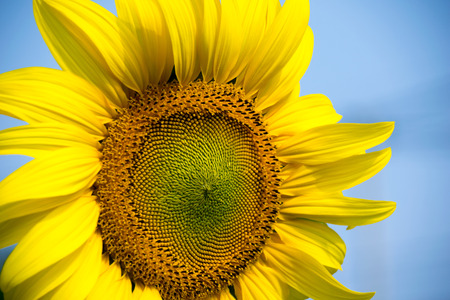Sun flower: Schöne Nahaufnahme Sonnenblume und blauer Himmel