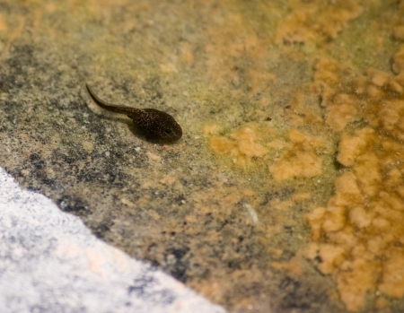 1 つおたまじゃくしの池 の写真素材 画像素材 Image 1 つおたまじゃくしの池 の写真素材 画像素材 Image