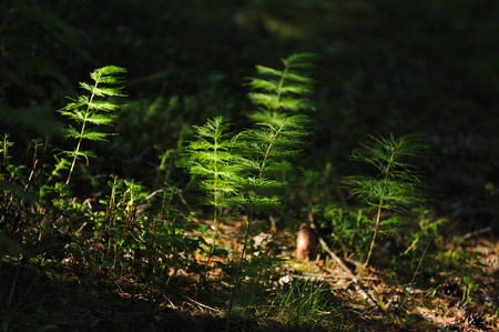 魔法の森の植物 の写真素材 画像素材 Image 魔法の森の植物 の写真素材 画像素材 Image