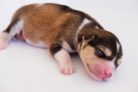 新生児子犬犬 かわいい子犬睡眠白と選択的な焦点分離のクローズ アップ の写真素材 画像素材 Image