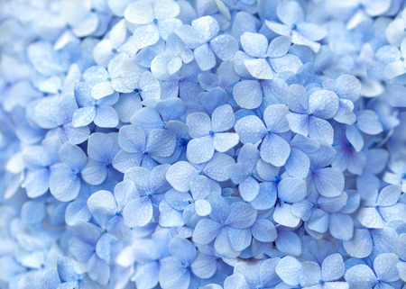 美しいアジサイの紫の色の花の背景 の写真素材 画像素材 Image 美しいアジサイの紫の色の花の背景 の写真素材 画像素材 Image