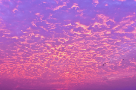 ふわふわしたピンクの雲と紫色の空 空の色で新鮮な感じ コンセプト テクスチャ 背景 の写真素材 画像素材 Image