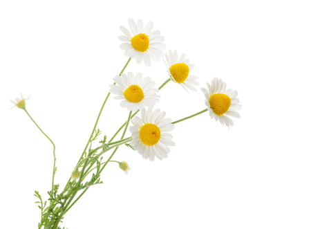 Chamomiles isolated on white background. cutout Фото со стока