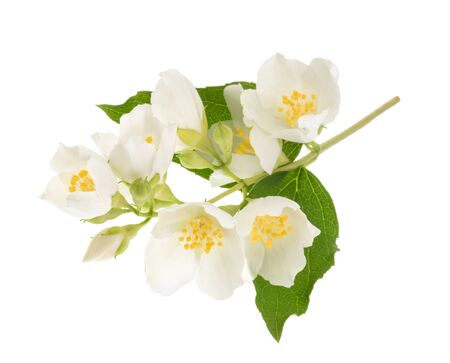 jasmine isolated on white without shadow