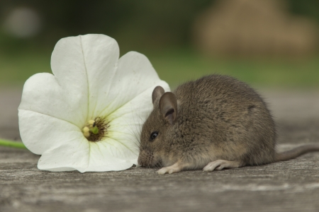 Nahaufnahme Kleine Maus Steht Auf Den Hinterbeinen Isoliert Auf Weissem Hintergrund Lizenzfreie Fotos Bilder Und Stock Fotografie Image 89539020