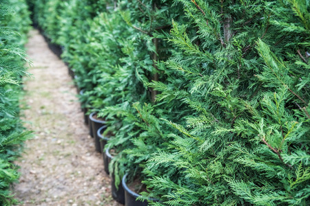 many green hedge of thuja trees or green hedge of the tui trees