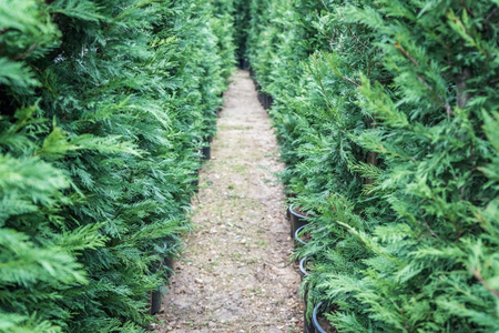 many green hedge of thuja trees or green hedge of the tui trees