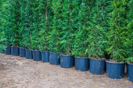 many green hedge of thuja trees or green hedge of the tui trees