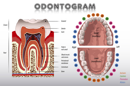 canine teeth stock photos and images 123rf canine teeth