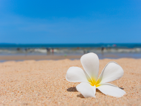 白砂のビーチ 海 コピー スペースを持つ夏の休暇概念の澄んだ青い空を背景に白いプルメリアの花 の写真素材 画像素材 Image